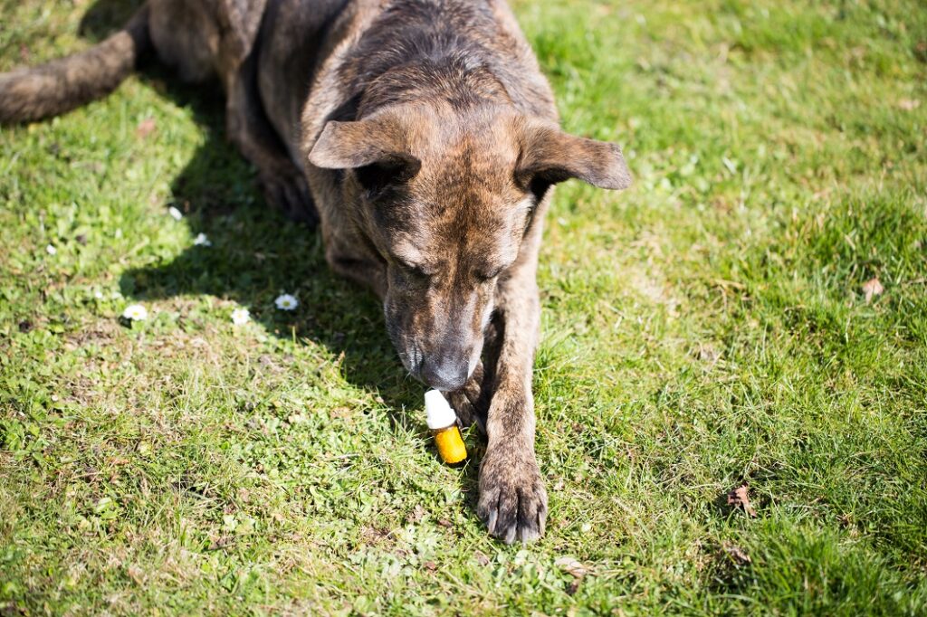 Dog with globuli bottle Cão deitado na relva com um frasco de Florais de Bach