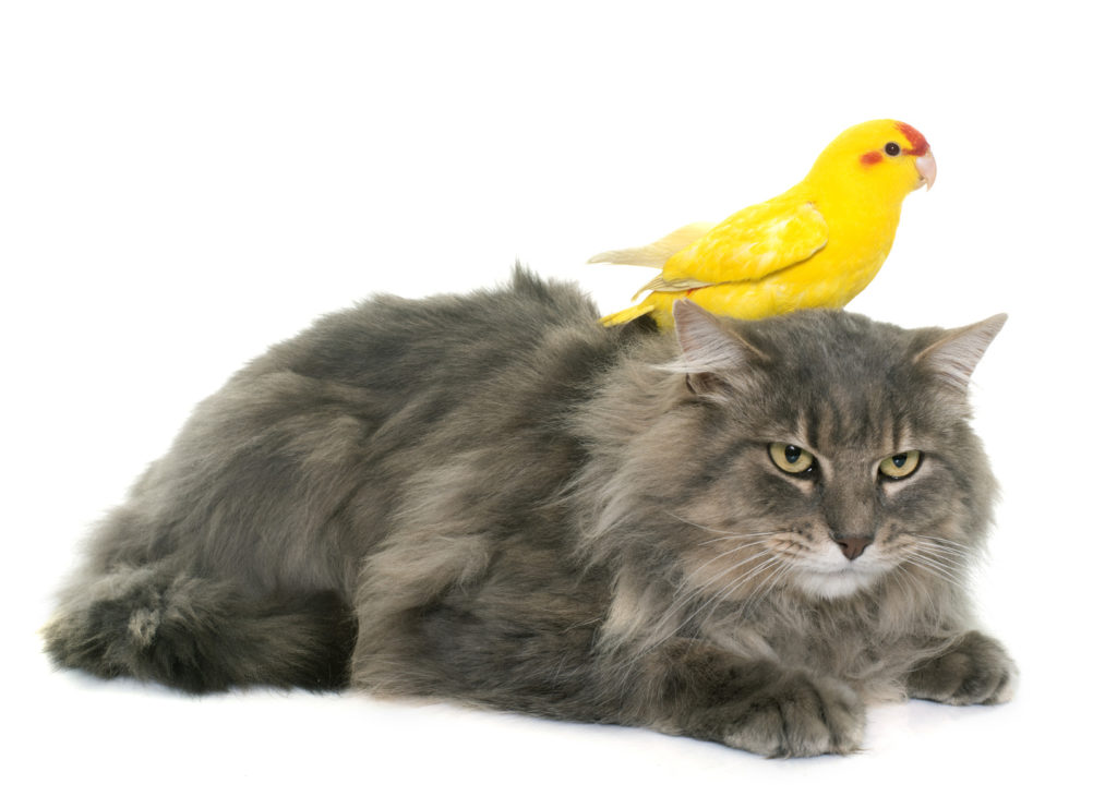 Convivência entre gatos e pássaros_2