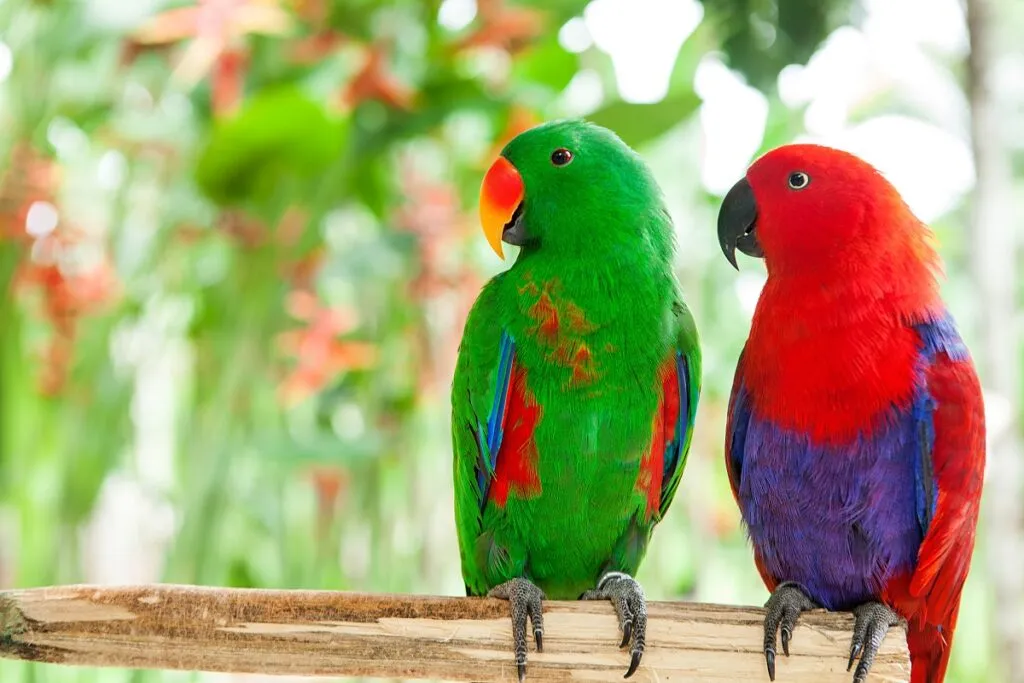 a pair of green and red Solomon Island Eclectus Parrots Papgaio Electus macho ao lado de uma fêmea em cima de um poleiro de madeira
