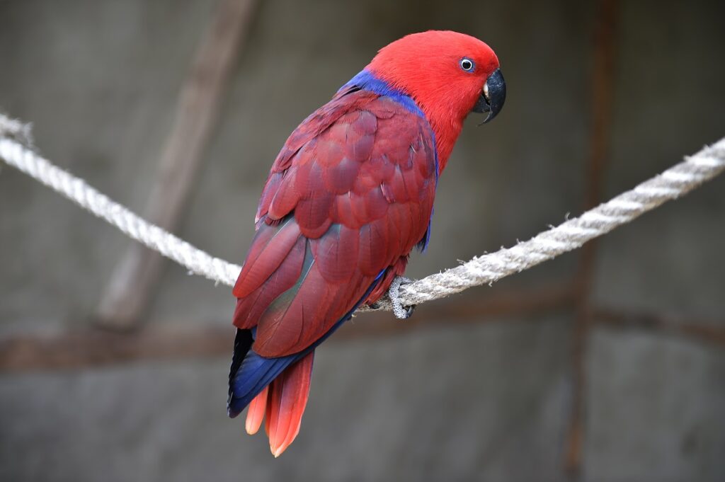 Neuguinea Edelpapagei Papagaio Electus fêmea em cima de uma corda