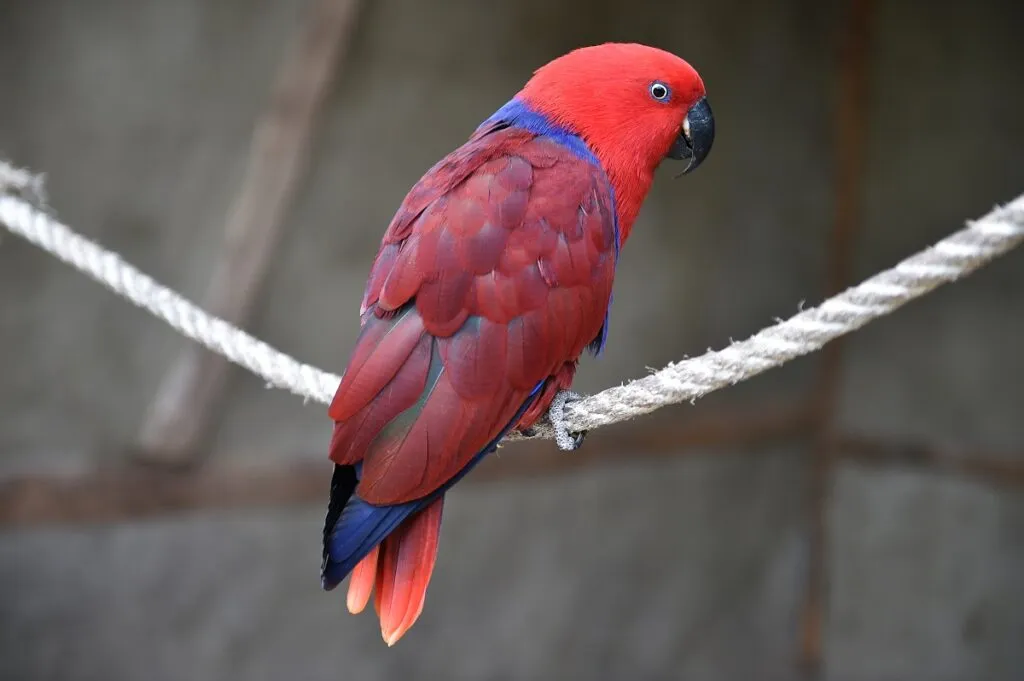 Neuguinea Edelpapagei Papagaio Electus fêmea em cima de uma corda