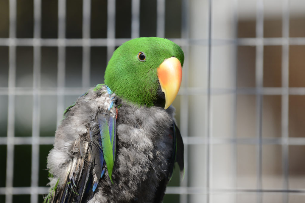 Papagaio Electus macho na altura da mudança das penas