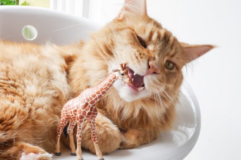 Gato dourado deitado a roer uma girafa de plástico. A síndrome de PIca nos gatos leva os felinos a comer objetos perigosos