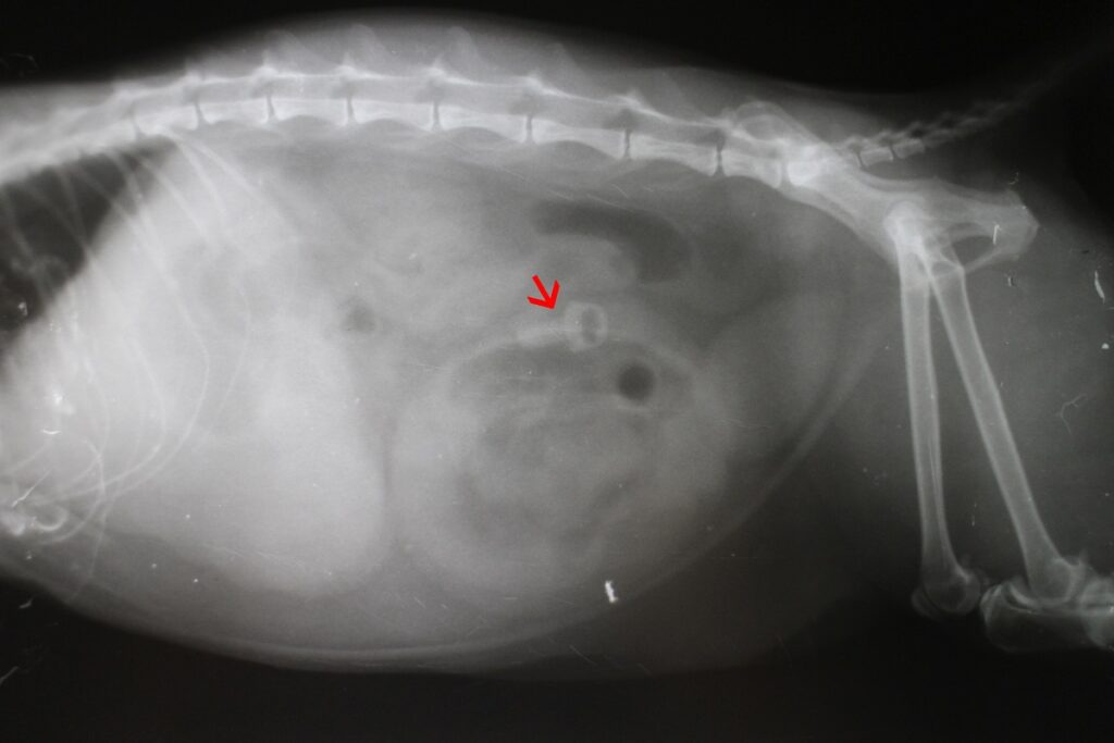 Radiografia da cavidade abdominal de um gato onde se vê um corpo estranho. A síndrome de Pica nos gatos leva os felinos a ingerir objetos que podem causar problemas graves