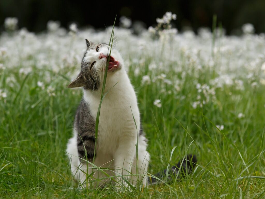 Gato branco e cinzento a moder uma erva num campo com flores brancas