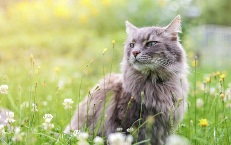Gato cinzento sentado num campo de relva e flores. A asma nos gatos pode ser desencadeada pelo pólen das flores.