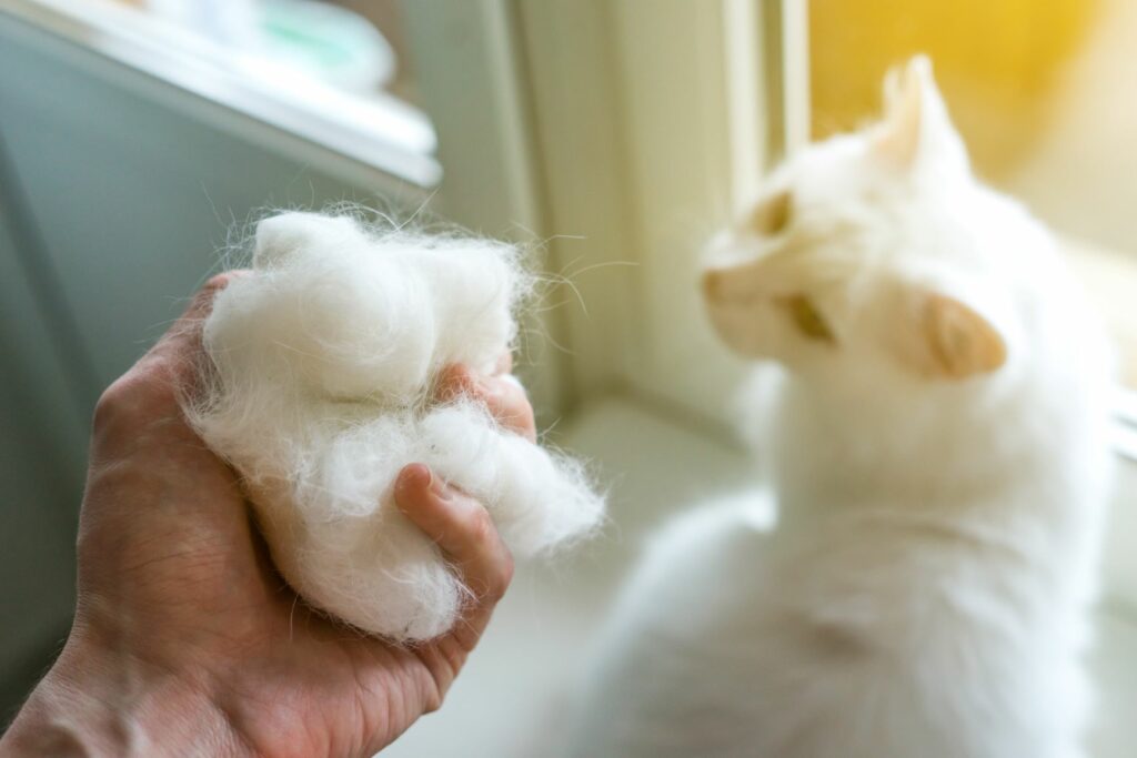 Pelo de gato na mão de uma pessoa. Gato branco no fundo. As bolas de pelo resultam da ingestão de pelo durante as sessões de higiene.