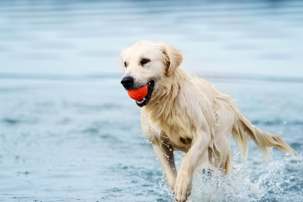 A dog runs along the beach in a spray of water, a golden retriever Golden Retriever a correr no mar com uma bola na boca. As bolas de ténis pode causar asfixia aos cães