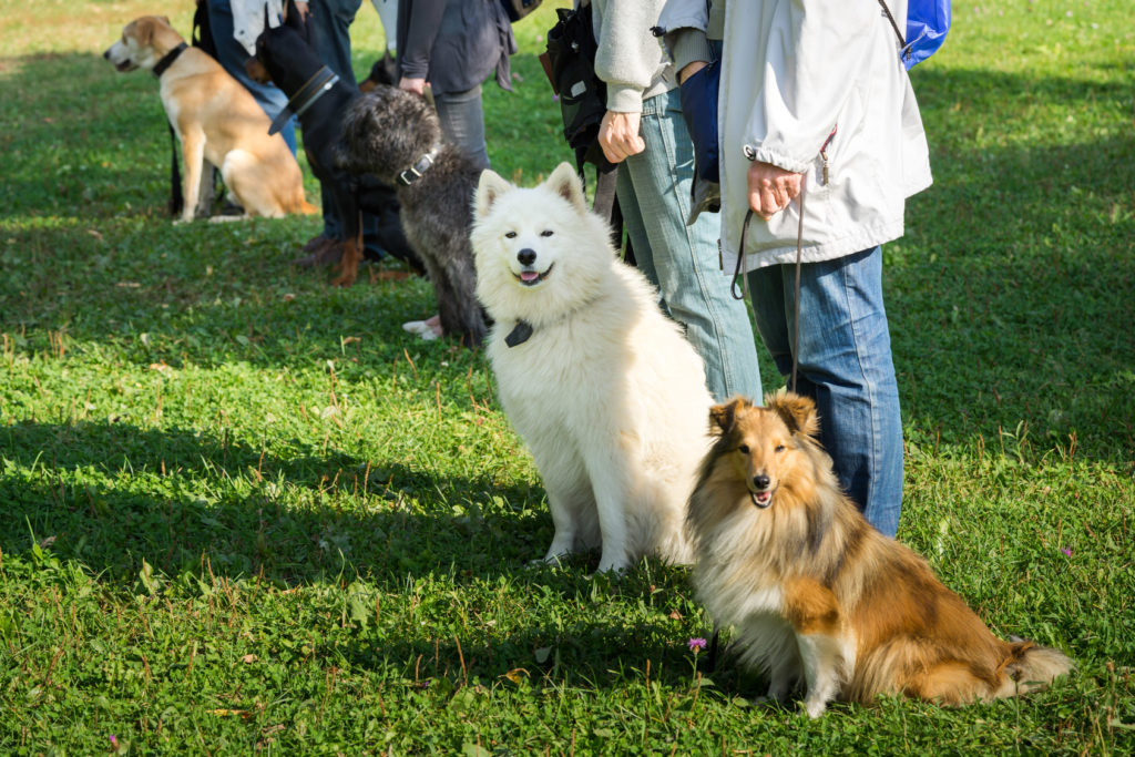 vários cães na escola para cães