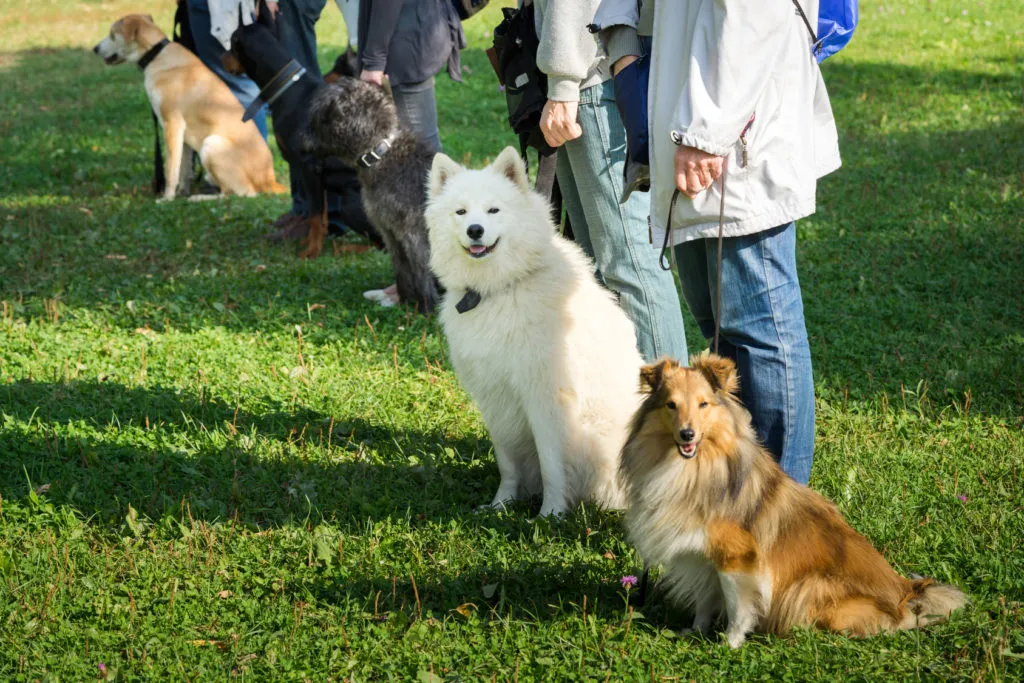cães desobedientes_3 vários cães na escola para cães