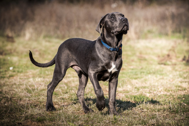 cane corso_1 cane corso preto no campo