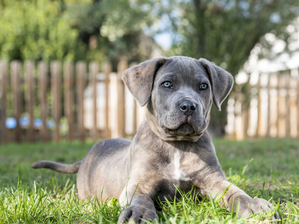 Cane corso  zooplus Magazine