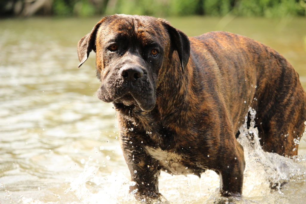 cane corso_3