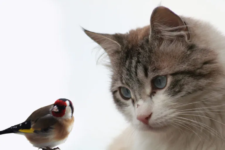 gato a olhar para pequeno pássaro
