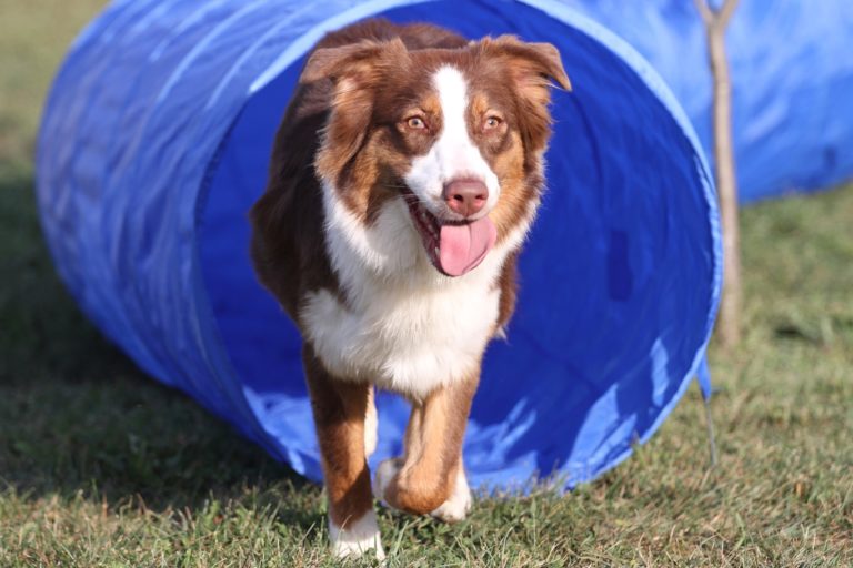 cão a praticar degility a sair de túnel azul