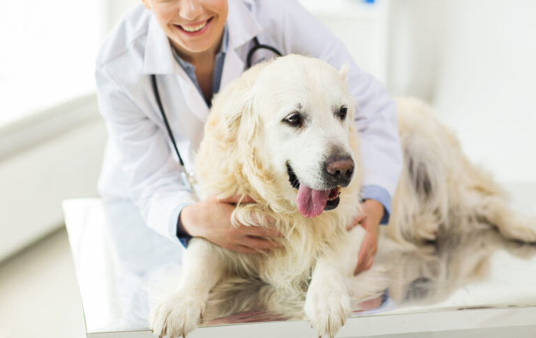 Golden Retriver a ser examinado. A diabetes nos cães é uma doença relativamente comum.