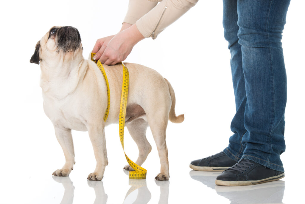 Dono mede a circunferência da barriga a um Pug. O excesso de peso é um fator de risco para a diabetes nos cães.