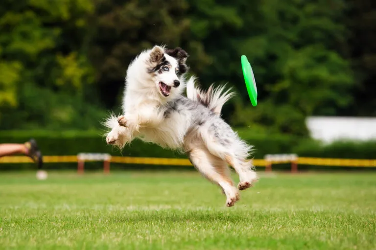 Border collie dog catching frisbee in jump Border collie a apanhar um disco para cães verde no ar