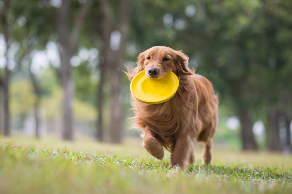 Golden Retriever no campo com um disco para cães amarelo