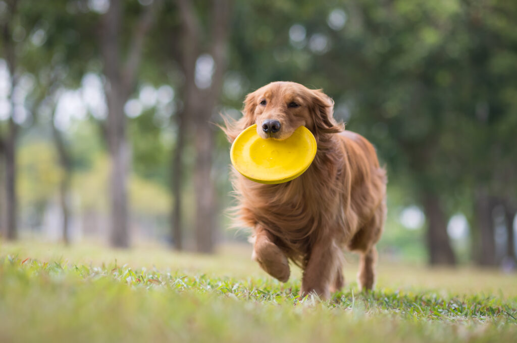 Golden Retriever playing Frisbee in the meadow Golden Retriever no campo com um disco para cães amarelo