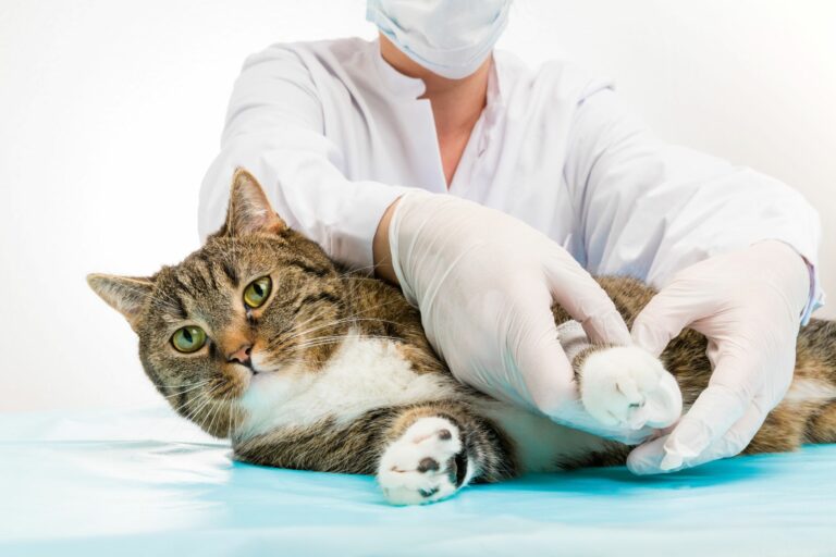 Gato deitado enquanto o veterinário faz uma ligadura na para. Os ferimentos nas patas dos gatos são comuns e geralmente fáceis de tratar.