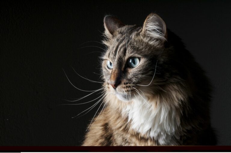 fibrossarcoma Focinho de um gato com fundo preto. O fibrossarcoma nos gatos é uma doença frequente