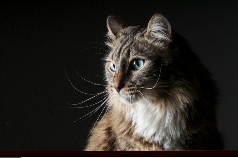 Focinho de um gato com fundo preto. O fibrossarcoma nos gatos é uma doença frequente