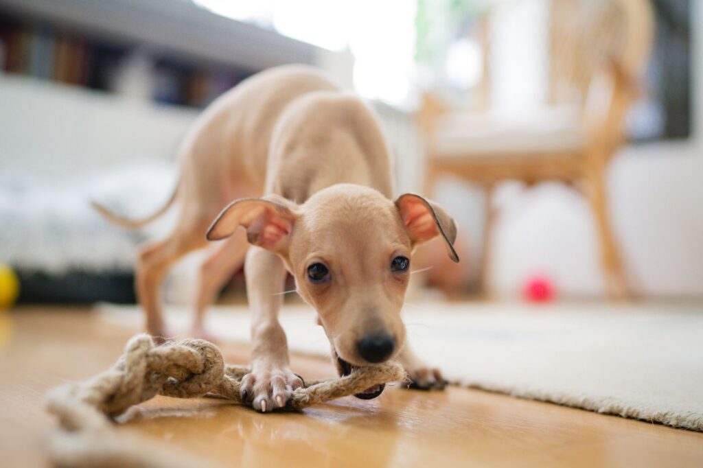 Galginho cachorro a morder uma corda