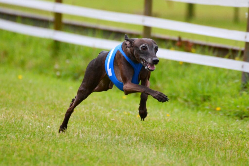 Galginho Italiano a correrr numa pista de corridas para cães