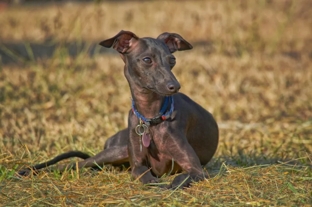 Alert Italian Greyhound lying down on dried grass Cão deitado na relva seca
