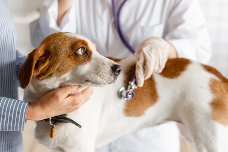 Veterinário ouve os batimentos cardíacos do cão com um estetoscópio. A insuficiência cardíaca nos cães é uma condição que exige acompanhamento médico-