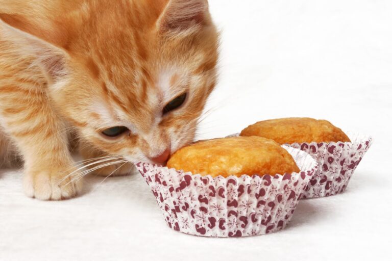 Gato dourado a cheirar bolinhos para gatos em formas de papel