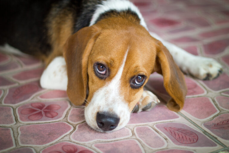 leptospirose nos cães_1 cão deitado no chão de azulejo_leptospirose nos cães