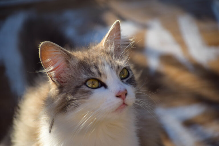 focinho de gato em grande plano_óleo de coco para gatos