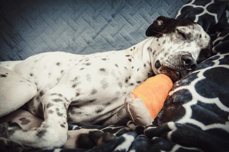 Cão deitado no sofá com uma ligadura na pata. Os ferimentos nas patas dos cães precisam de cuidados por parte dos donos