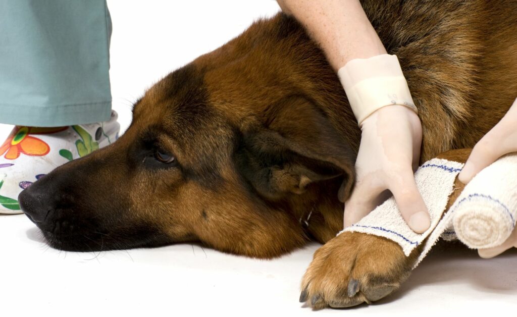 Cão deitado enquanto lhe fazem uma ligadura na pata. Os ferimentos nas patas dos cães são comuns.