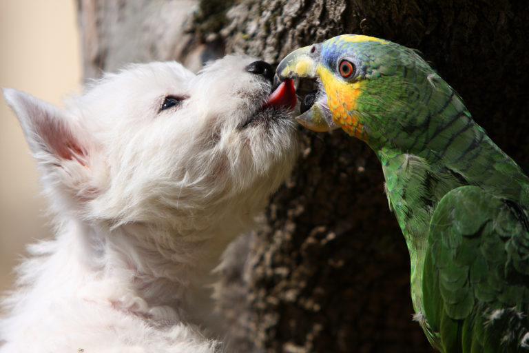 Pequeno cão branco ao lado de um papagaio. Cães e pássaros nem sempre se dão bem