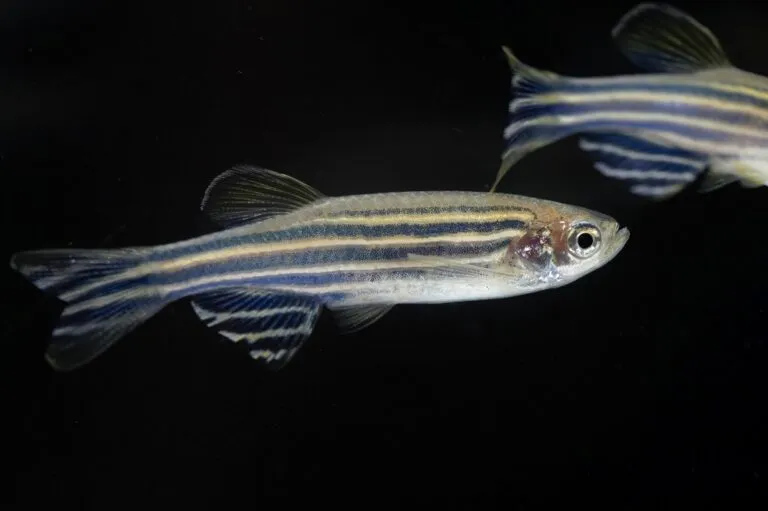 Zebrafish (Danio rerio) with a black background. Peixe-zebra num fundo escuro.