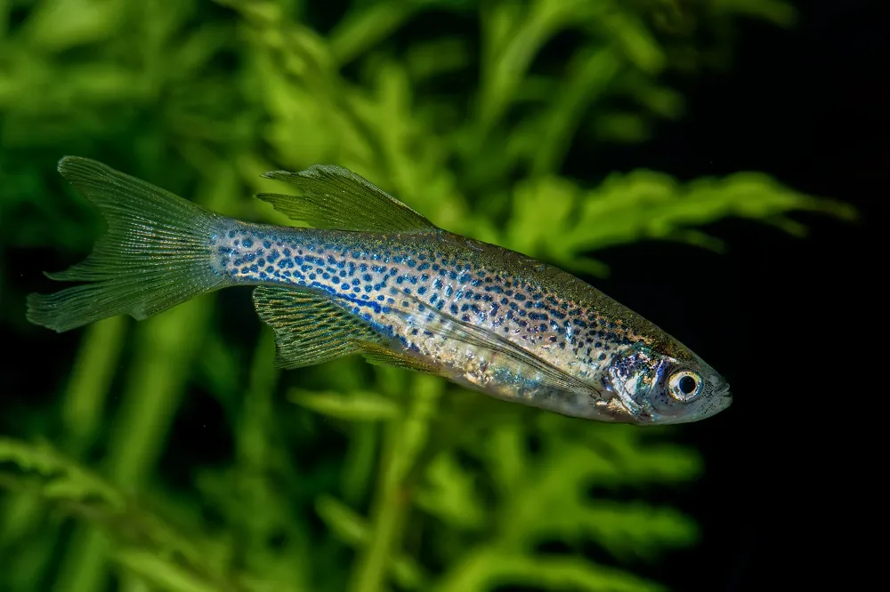 Portrait of barb fish (Danio rerio “Danio frankei) in aquarium Peixe-zebra leopardo num aquário.
