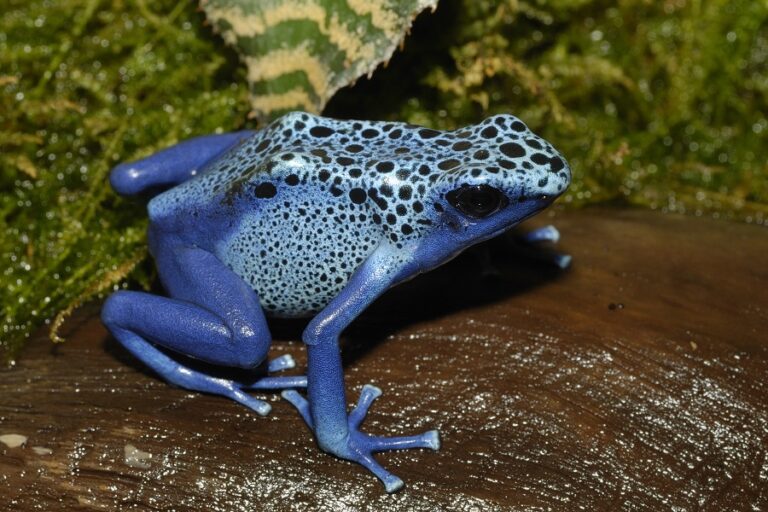 Blauer Pfeilgiftfrosch Rãs venenosas: Dendrobates tinctorius azureus na floresta
