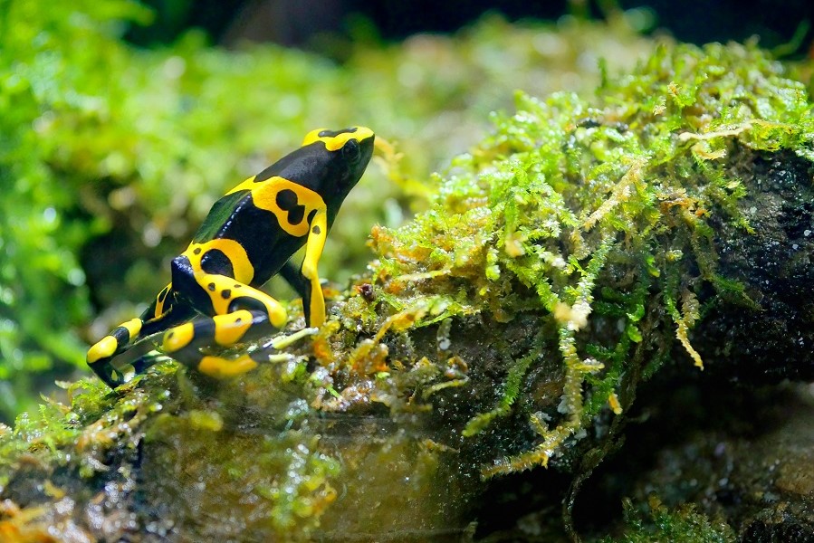 Yellow-banded poison dart frog in the rainforest. Rãs venenosas: fotografia de uma Dendrobates leucomelas amarela e preta na floresta