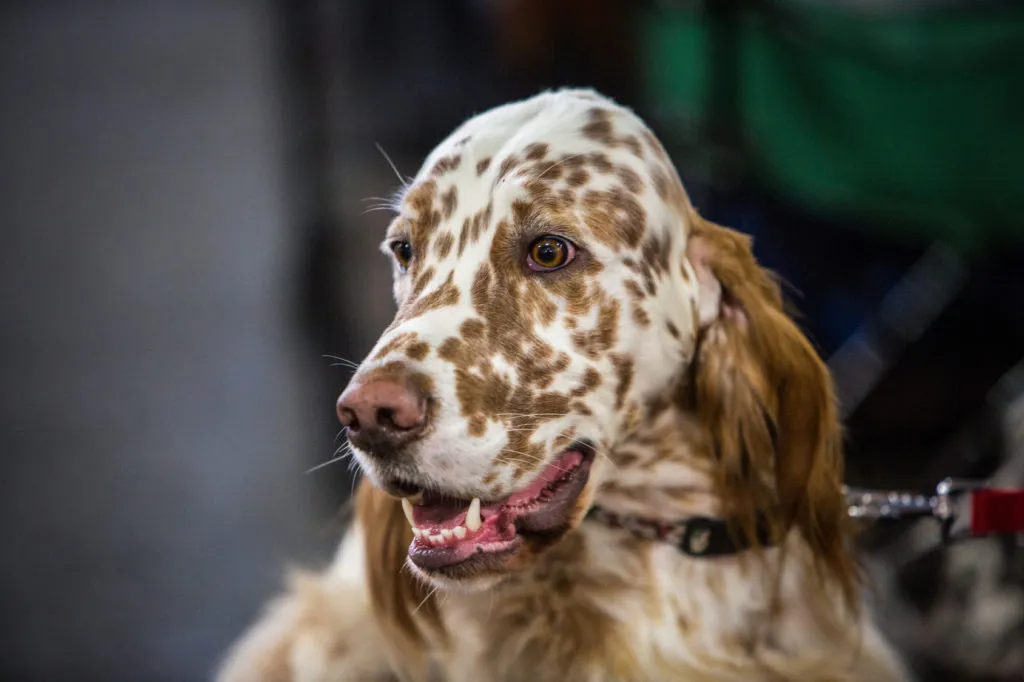 setter inglês_2