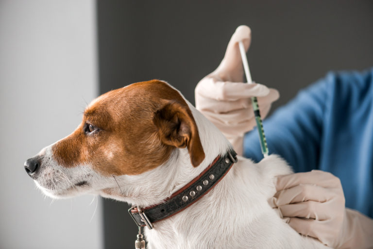 cão a levar vacina no veterinário