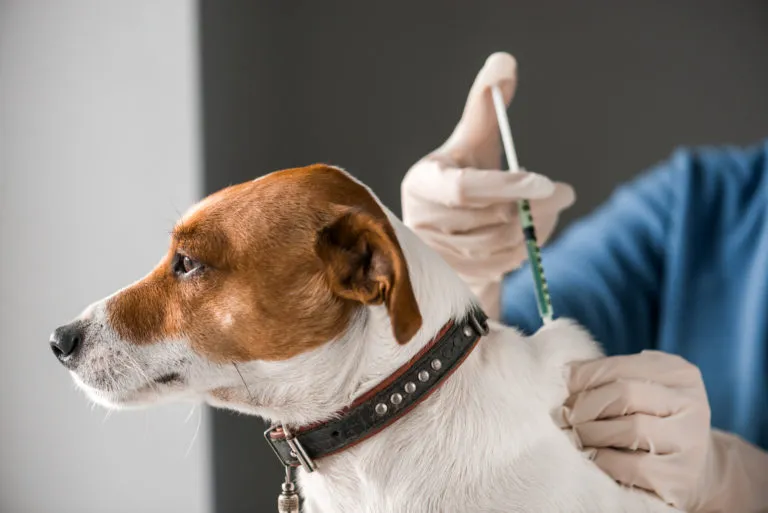 vacinas para cães_1 cão a levar vacina no veterinário