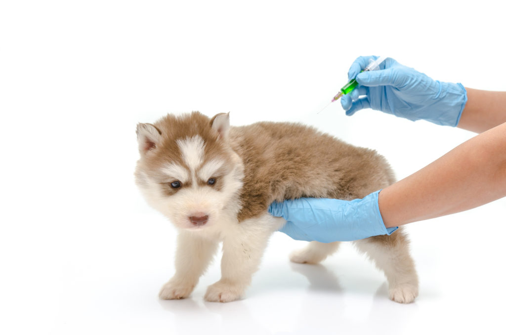 cachorro prestes a ser vacinado por veterinário
