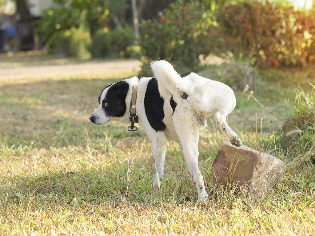 cão a urinar para cima de pedra