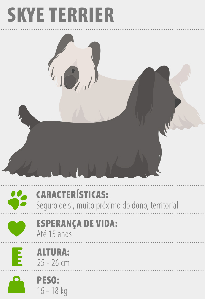 Principais características do Skye Terrier