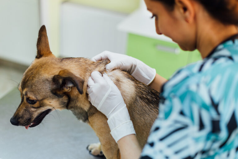 Veterinary dog hair consultation Veterinária examina a pele de um cão. Os abcessos em cães causam dor e mal estar aos patudos