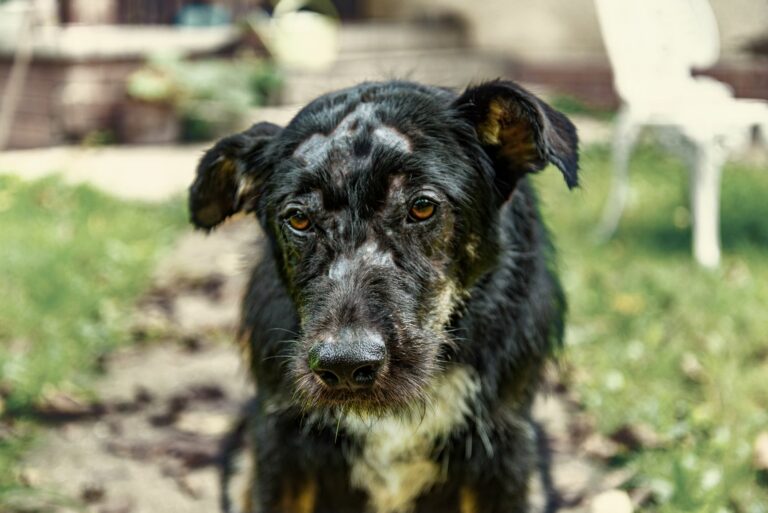 cão com ácaros demodex e zonas de pelo carecas no focinho