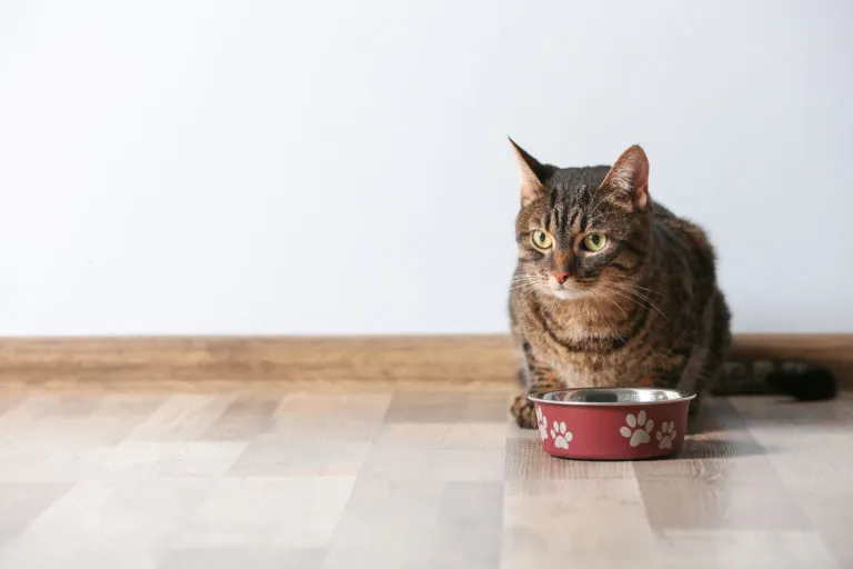 alergia alimentar em gatos_1 gato no canto com comedouro à frente